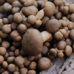 The health benefits of mushroom coffee are still being studied. in Jasper