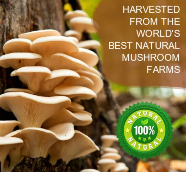 ⁦Green People Instant Organic Lions Mane Mushroom Coffee Powder 226g Brain & Memory Hericium Erinaceus⁩ - الصورة ⁦2⁩